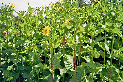 Durchwachsene Silphie zu Beginn der Blüte Anfang Juli